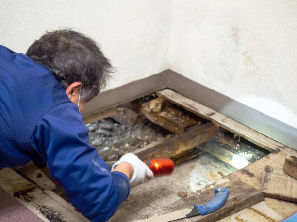 Best Crawl Space Mold Removal  in Bells, TX