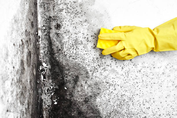 Best Commercial Mold Removal  in Bells, TX