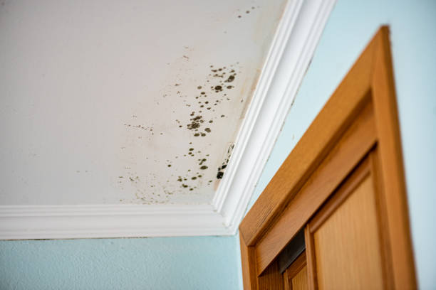 Best Mold Remediation Services  in Bells, TX