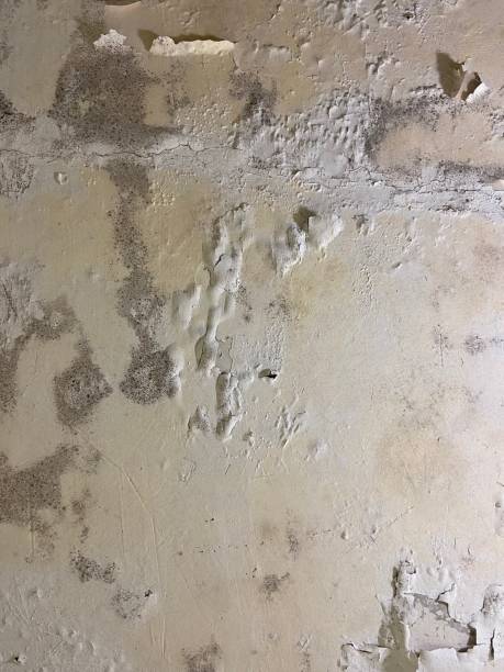 Best Residential Mold Removal  in Bells, TX
