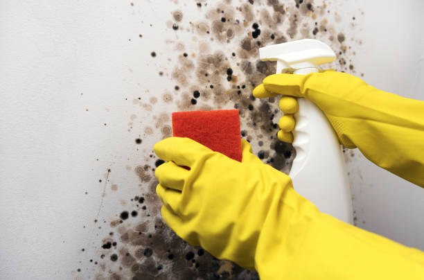 Best Office Mold Removal Services  in Bells, TX