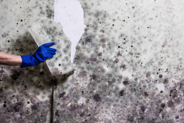 Best Fast Mold Removal  in Bells, TX