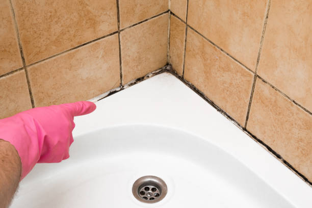 Best Home Mold Removal  in Bells, TX