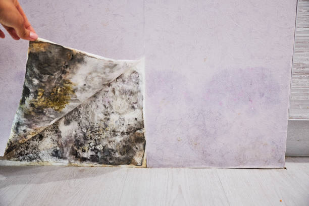 Best Toxic Mold Removal  in Bells, TX